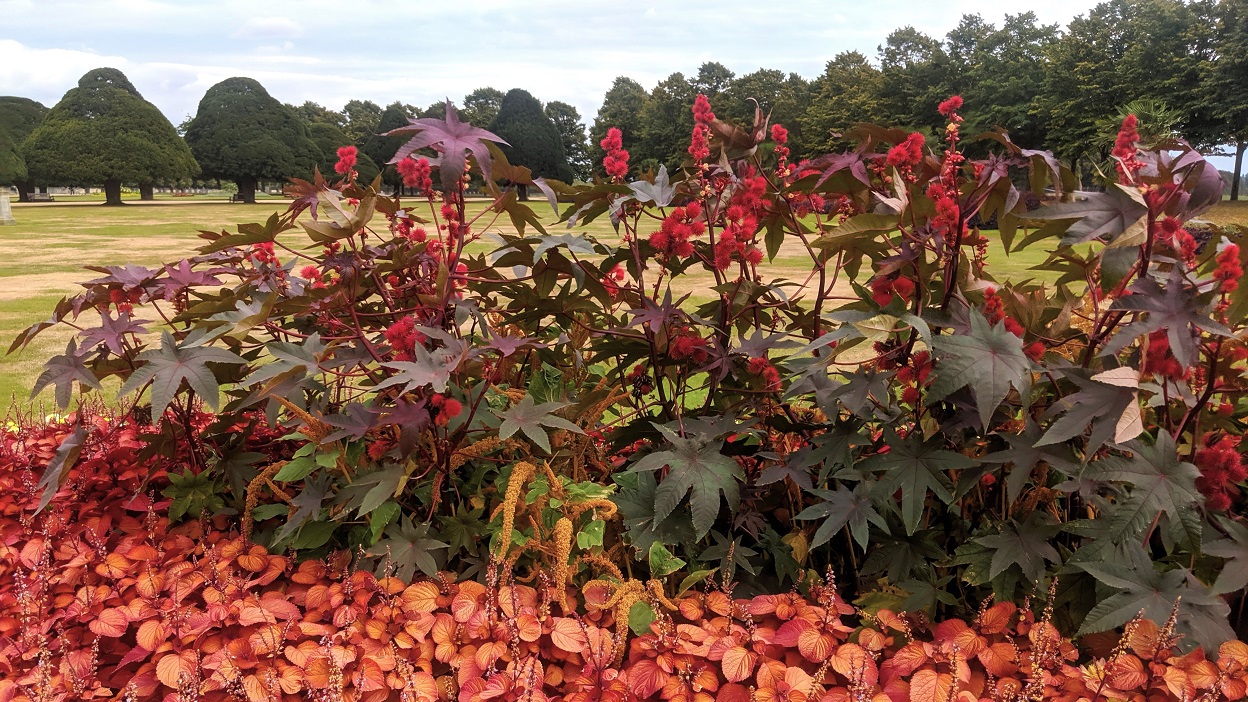 Rącznik pospolity (Ricinus communis) – uprawa i zastosowanie