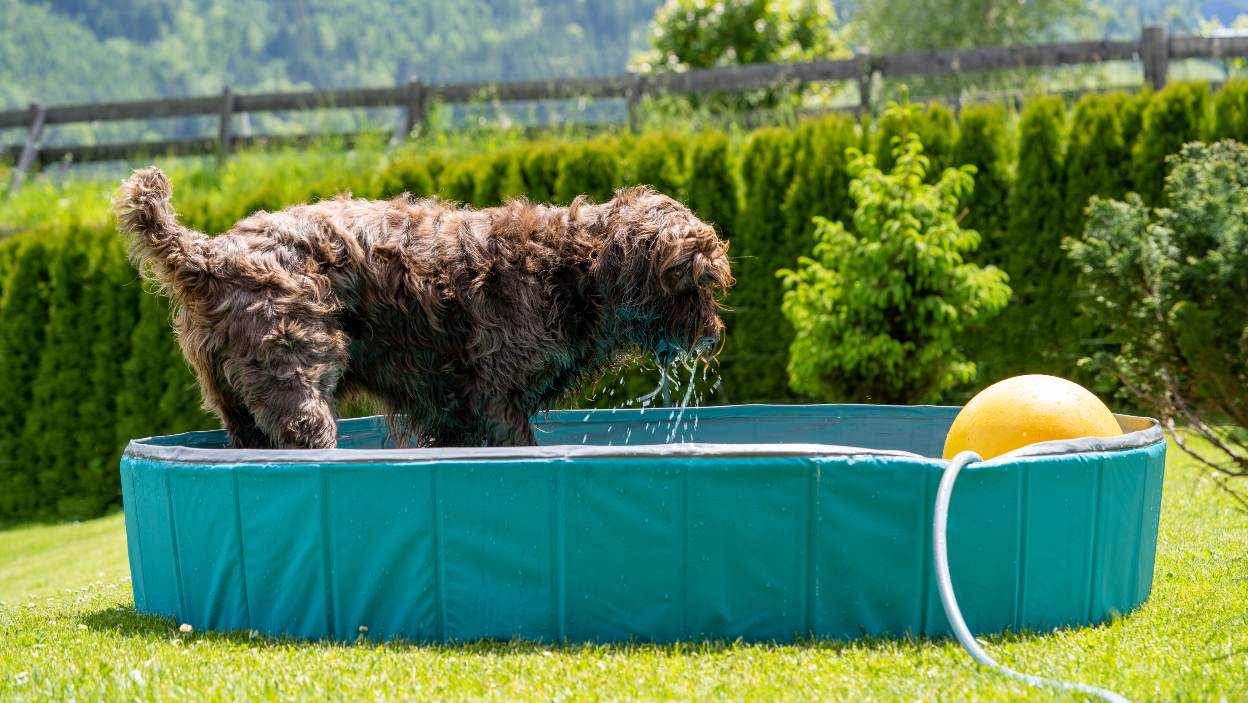 Бассейн для собак – прохладно в жаркие дни
