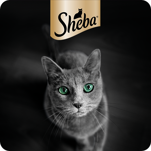 Sheba cat food, gray tabby cat, smooth fur, green eyes.