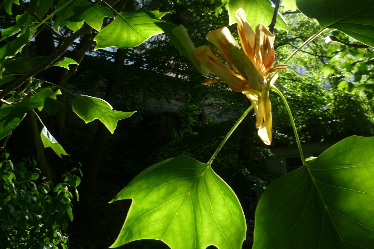 tulipán