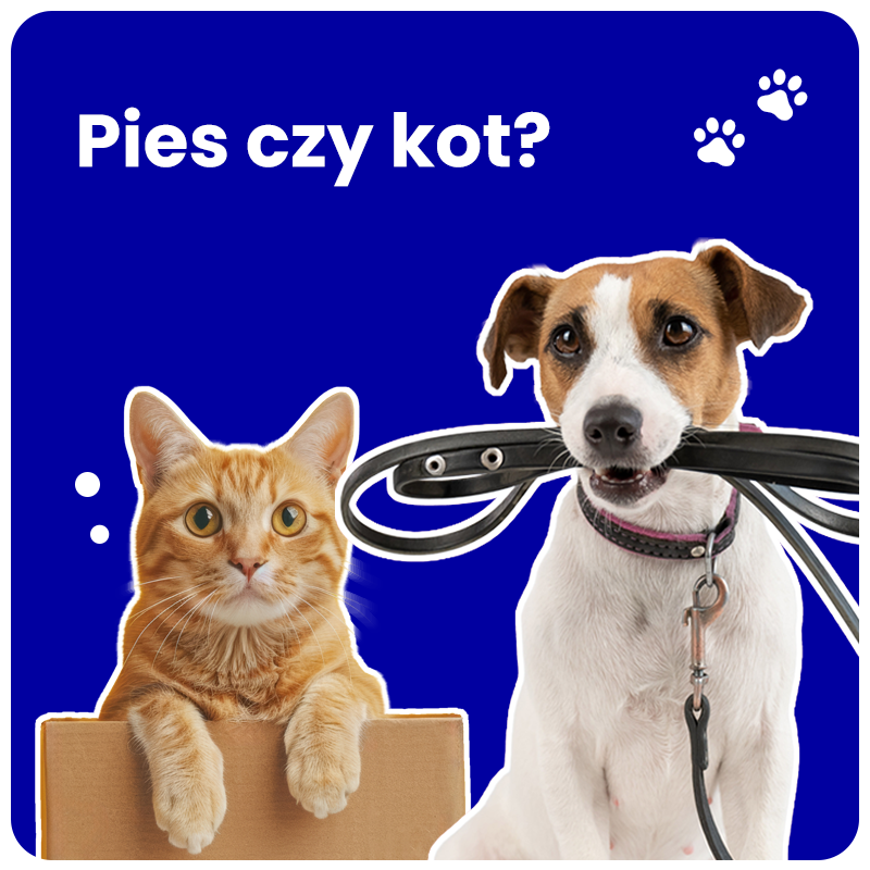 Dog and cat illustration, blue background, cardboard, leash, paw prints.