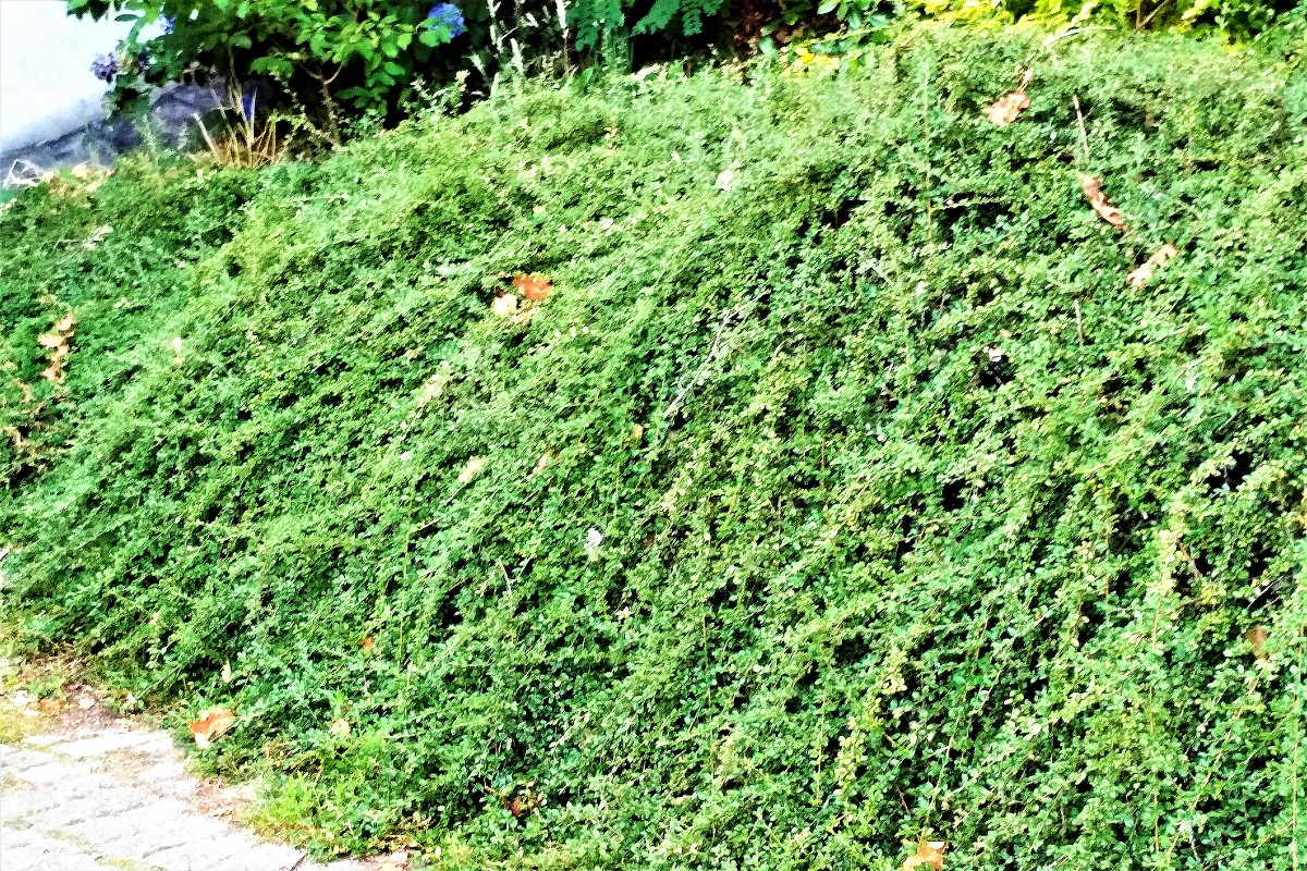 Cotoneaster on the slope