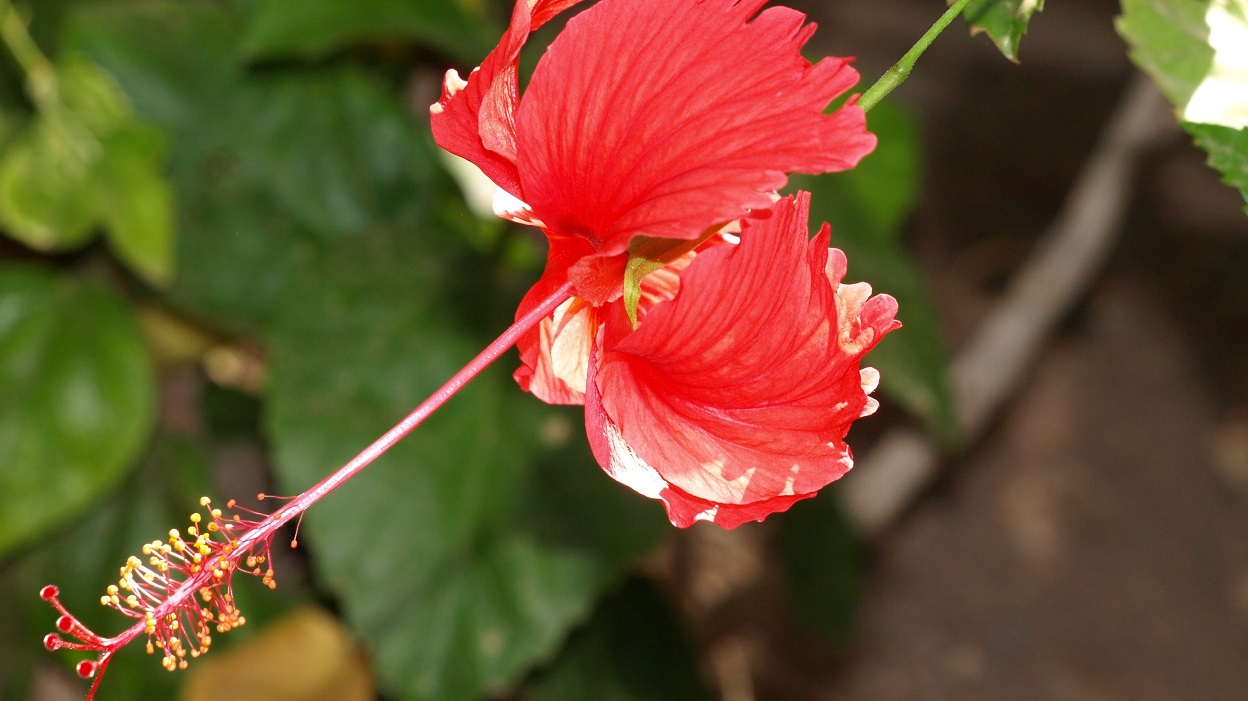 Babcia Radzi Cos Hibiskus Kwiat Jednego Dnia