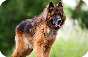 German Shepherd, brown and black fur, thick coat, alert expression