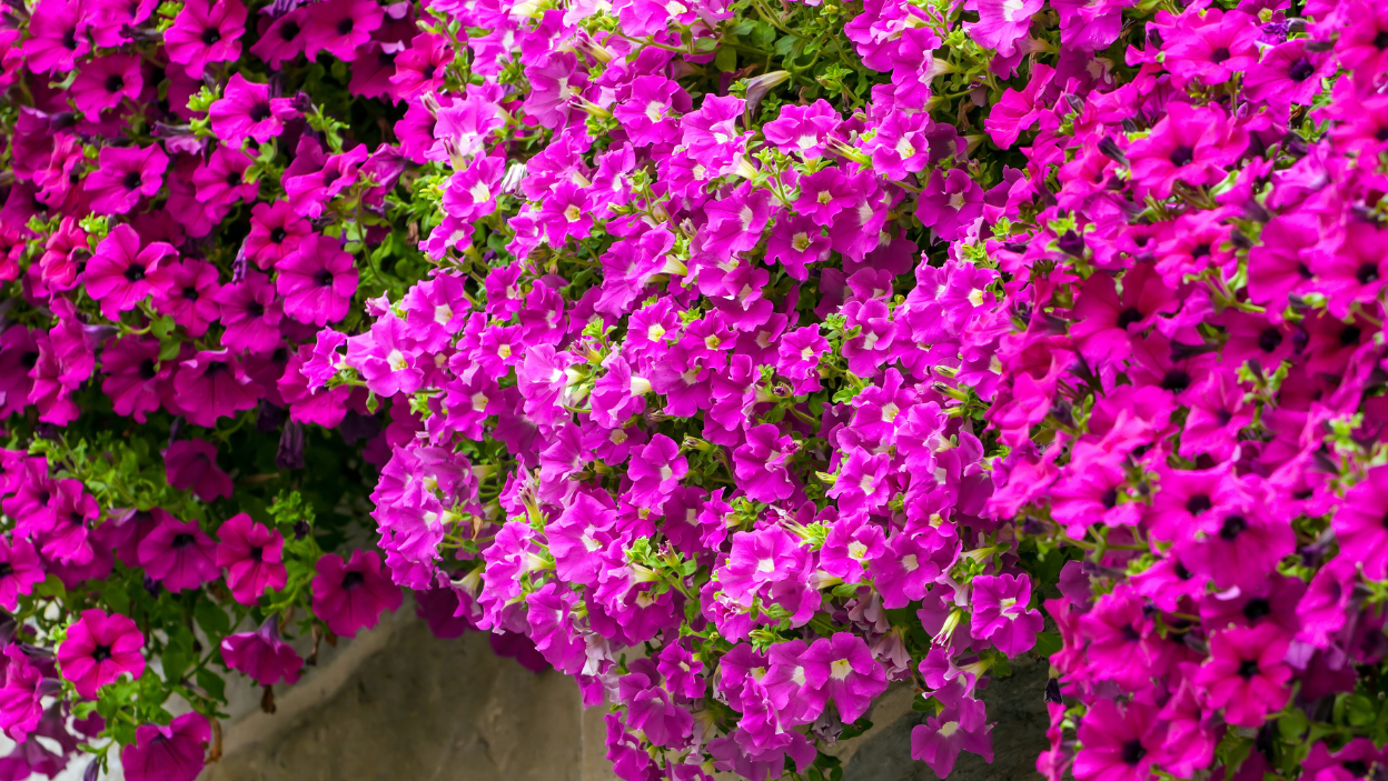 Петуния грандифлора лимбо джи пи сильвер блю. Однолетники петуния. Петуния призм блэкберри. Как цветут петуньи. Петуния прямостоячая.