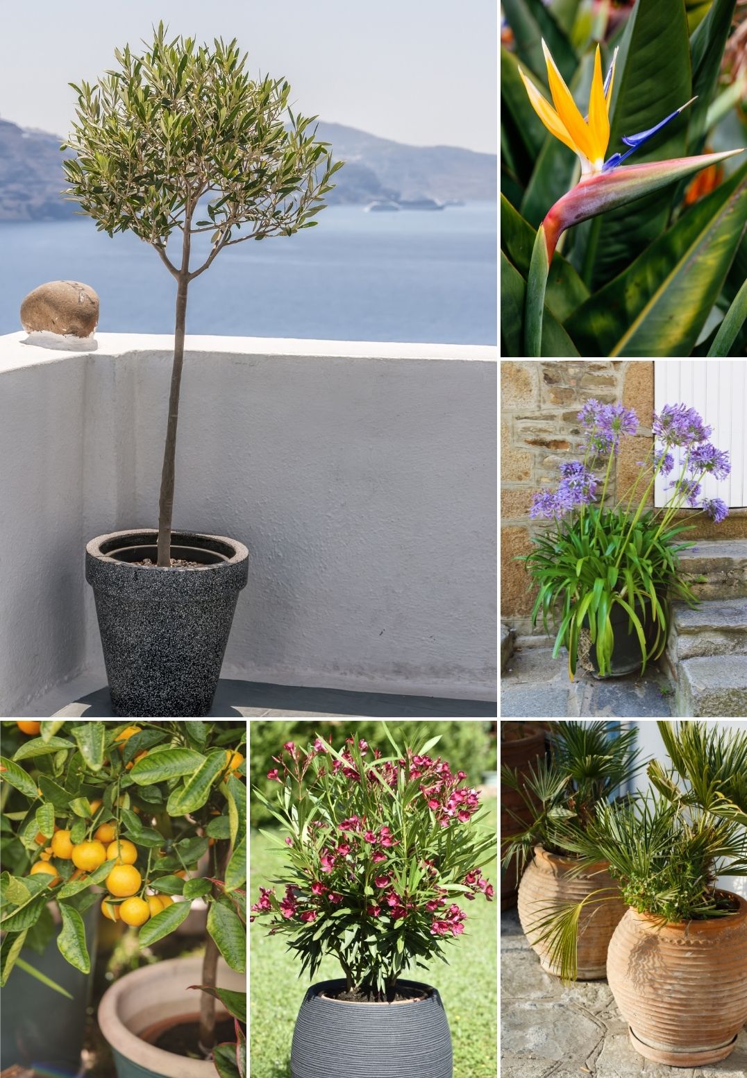 Prehľad-izbové-rastliny-vyhradené-balkóny-jar-leto