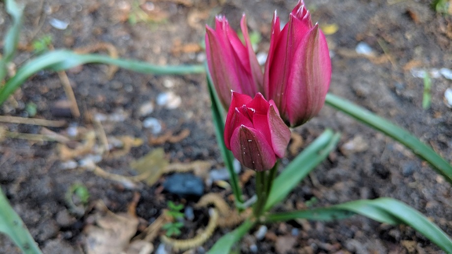 tulipány botanické sú záhradné viacročné kvety, ktoré kvitnú skôr ako iné tulipány
