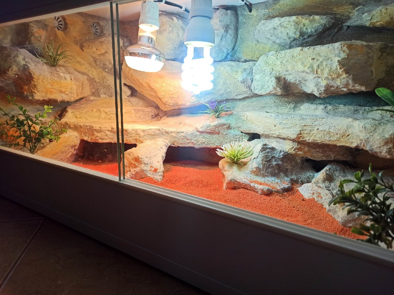 Terrarium 80x40x40 Mława Ogłoszenie na Allegro Lokalnie