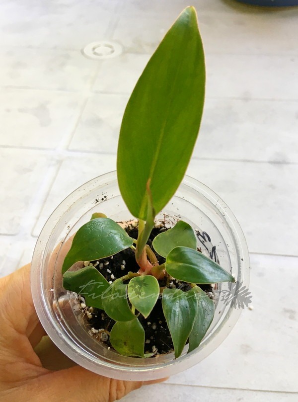 Philodendron Pincushion nr 19 miniatura rzadkość Kraków Kup teraz