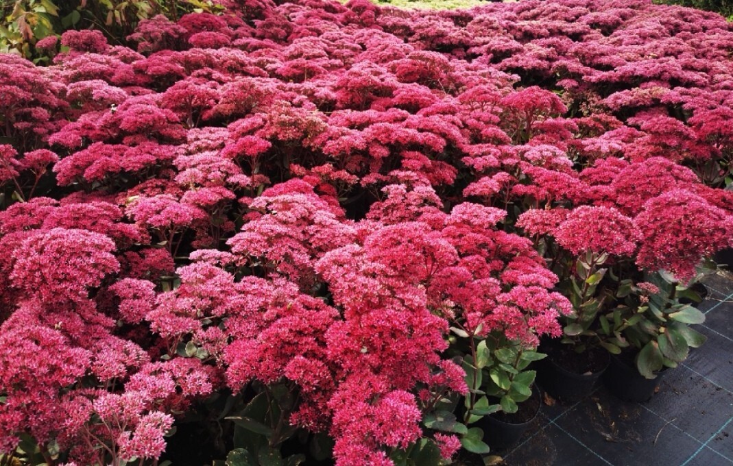 Rozchodnik okazały THUNDERHEAD sadzonkaSzkółka Rakszawa Kup teraz