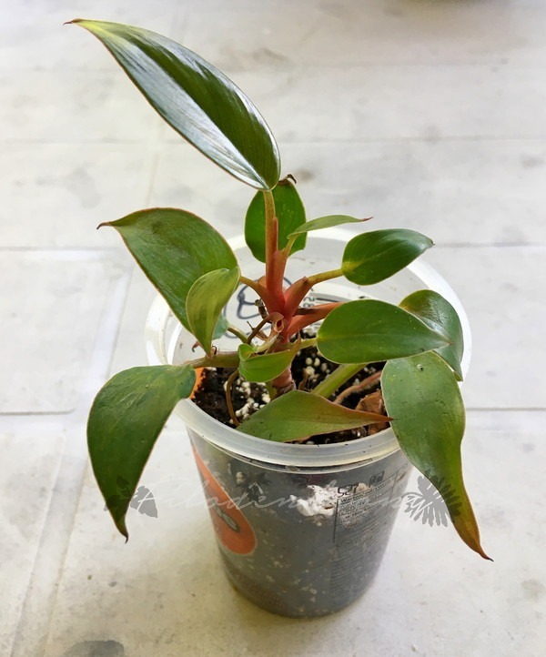 Philodendron Pincushion nr 9 miniatura rzadkość Kraków Kup teraz na