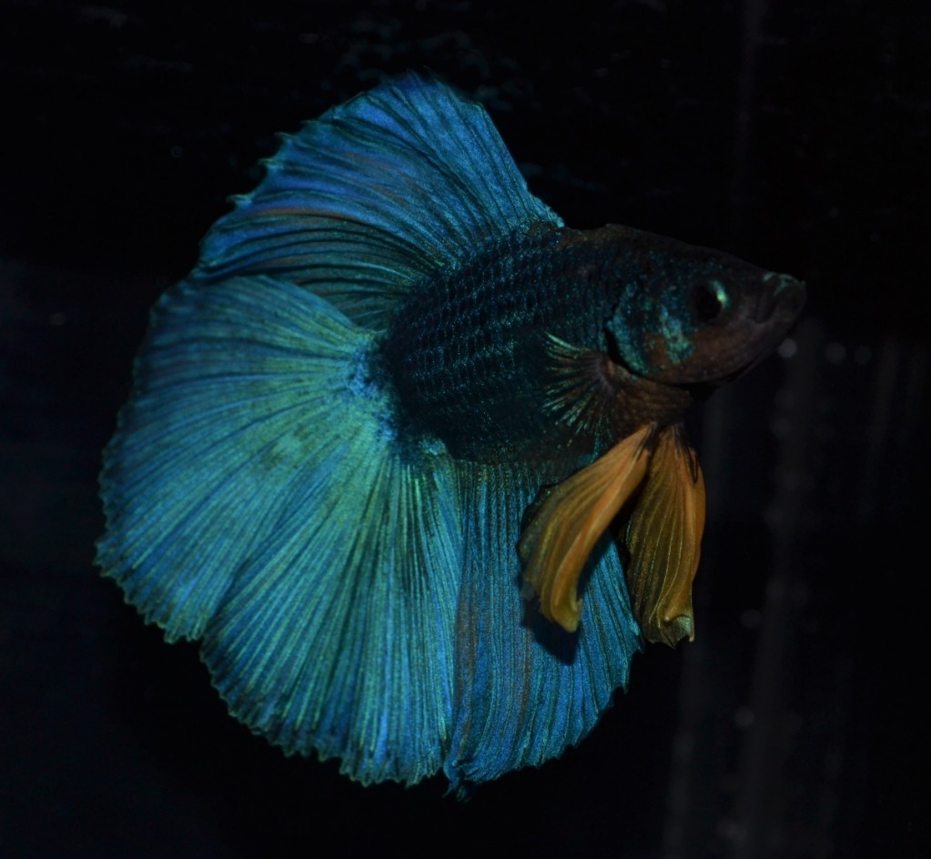 Betta splendens Triple Tail (TT) Bojownik | Łódź | Kup teraz na Allegro  Lokalnie
