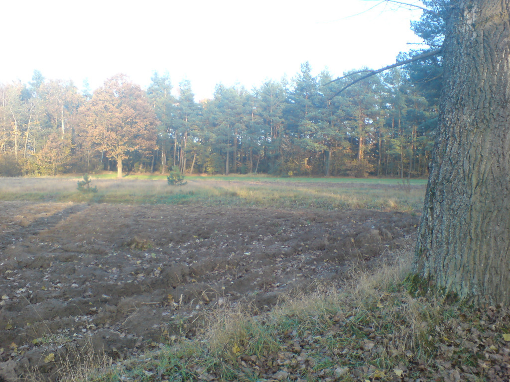 Działka 0,6ha we wsi Orłowo gmina Rzewnie Rzewnie Ogłoszenie na