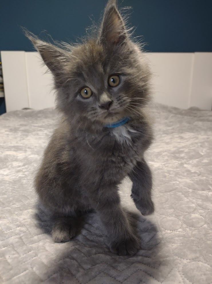 Dexter MCO as09 niebieski kocurek Maine Coon Poznań Ogłoszenie na