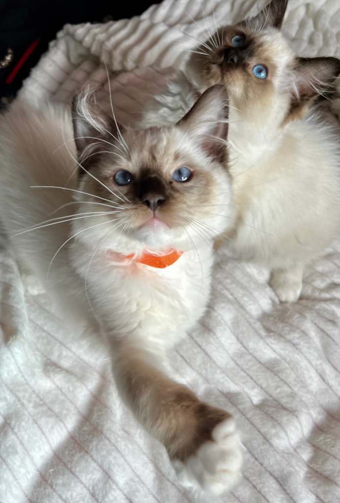 Kot rasowy z rodowodem Ragdoll chłopiec kocurek | Kalisz | Ogłoszenie ...