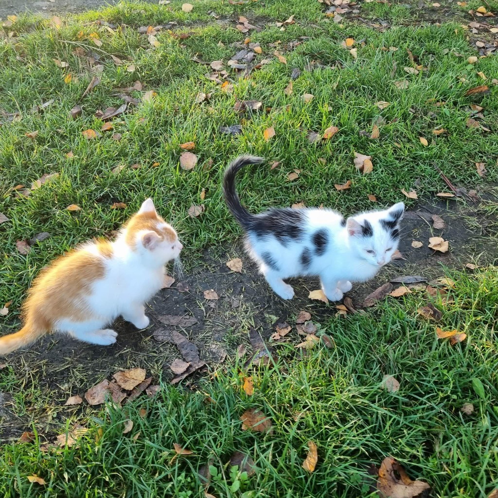 Małe kotki do oddania 2,5 miesięczne Gdańsk Ogłoszenie na Allegro