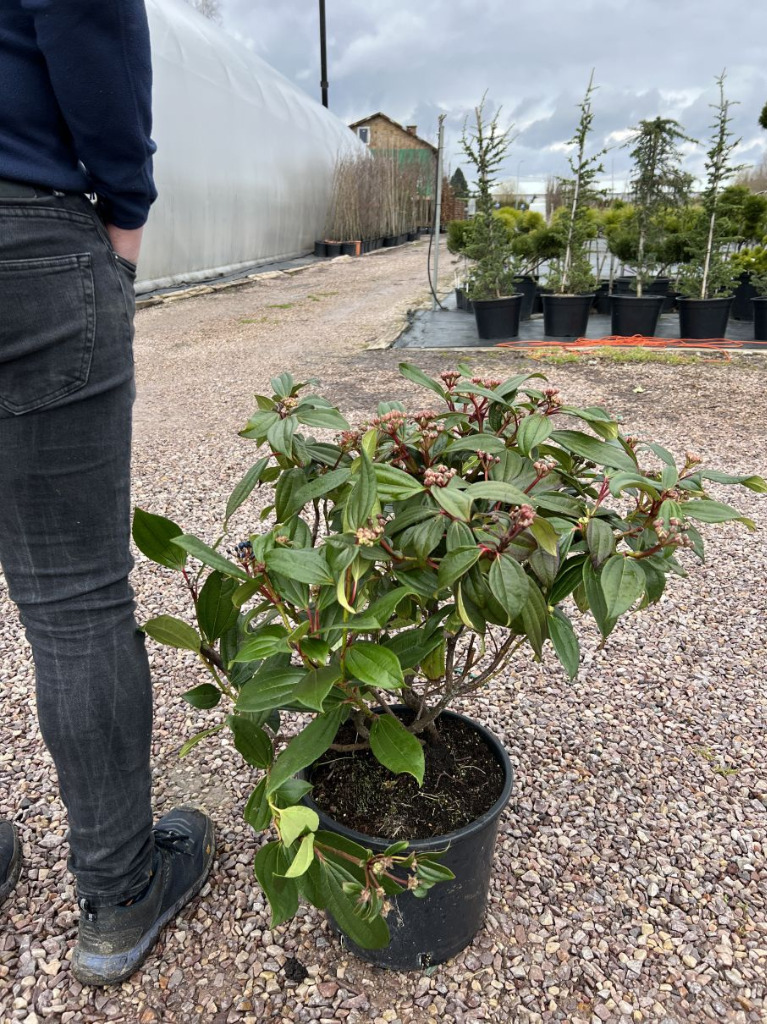 Kalina Dawida / Viburnum Davidii / Wys.6080cm Sękocin Stary
