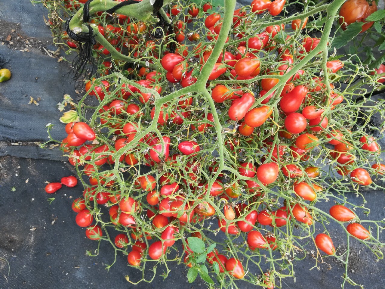 Pomidor Megagroniasty Czerwony Nasiona Roszkowo Kup teraz na