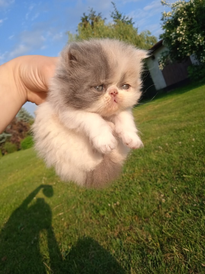 Kot kocięta perskie pers | Kamionka | Ogłoszenie na Allegro Lokalnie