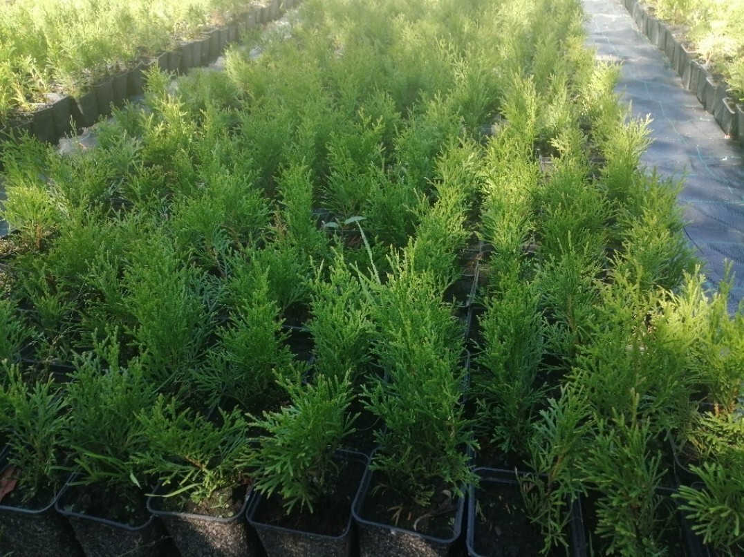 Tuja thuja szmaragd Sadzonki tuji Smaragd tuje Pustków Kup teraz na