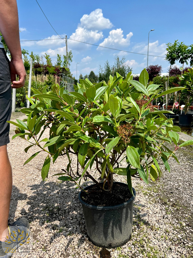 Kalina Dawida / Viburnum Davidii / Wys.6080cm Sękocin Stary