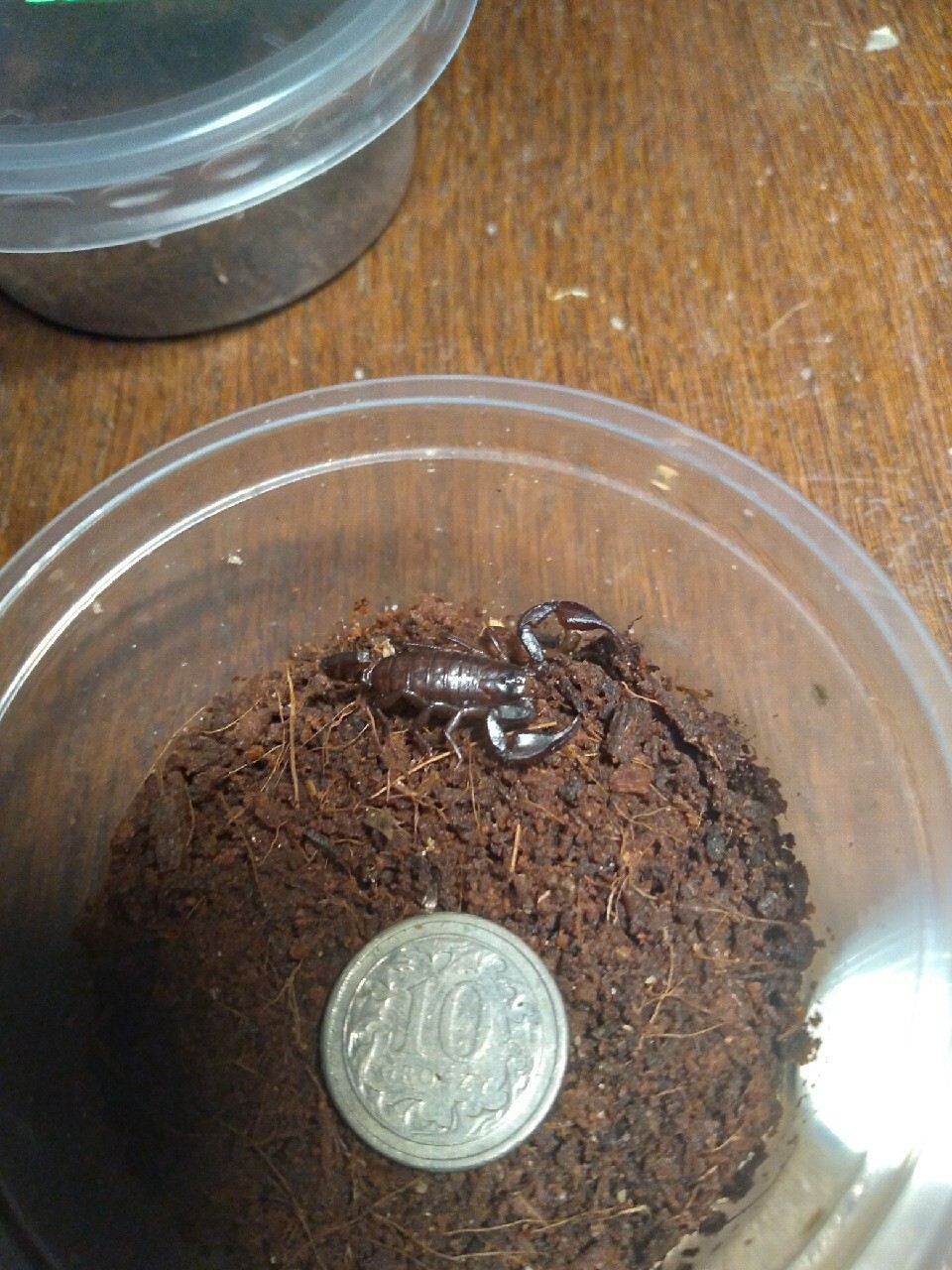 Alpiscorpius alpha ex.Euscorpius samica skorpion Cmolas Kup teraz