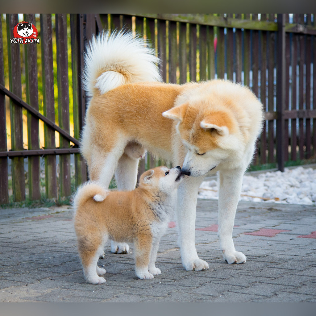 Akita Inu Akita Japonska Szczeniak Zkwp Fci Cena 5000 00 Zl Zmigrod Allegro Lokalnie