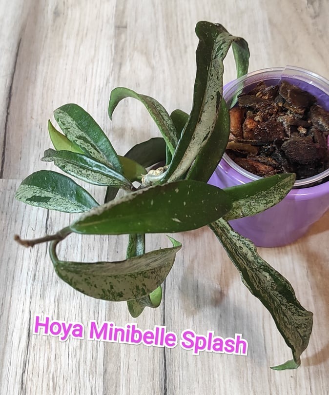 Hoya minibelle splash | Chorzów | Kup teraz na Allegro Lokalnie