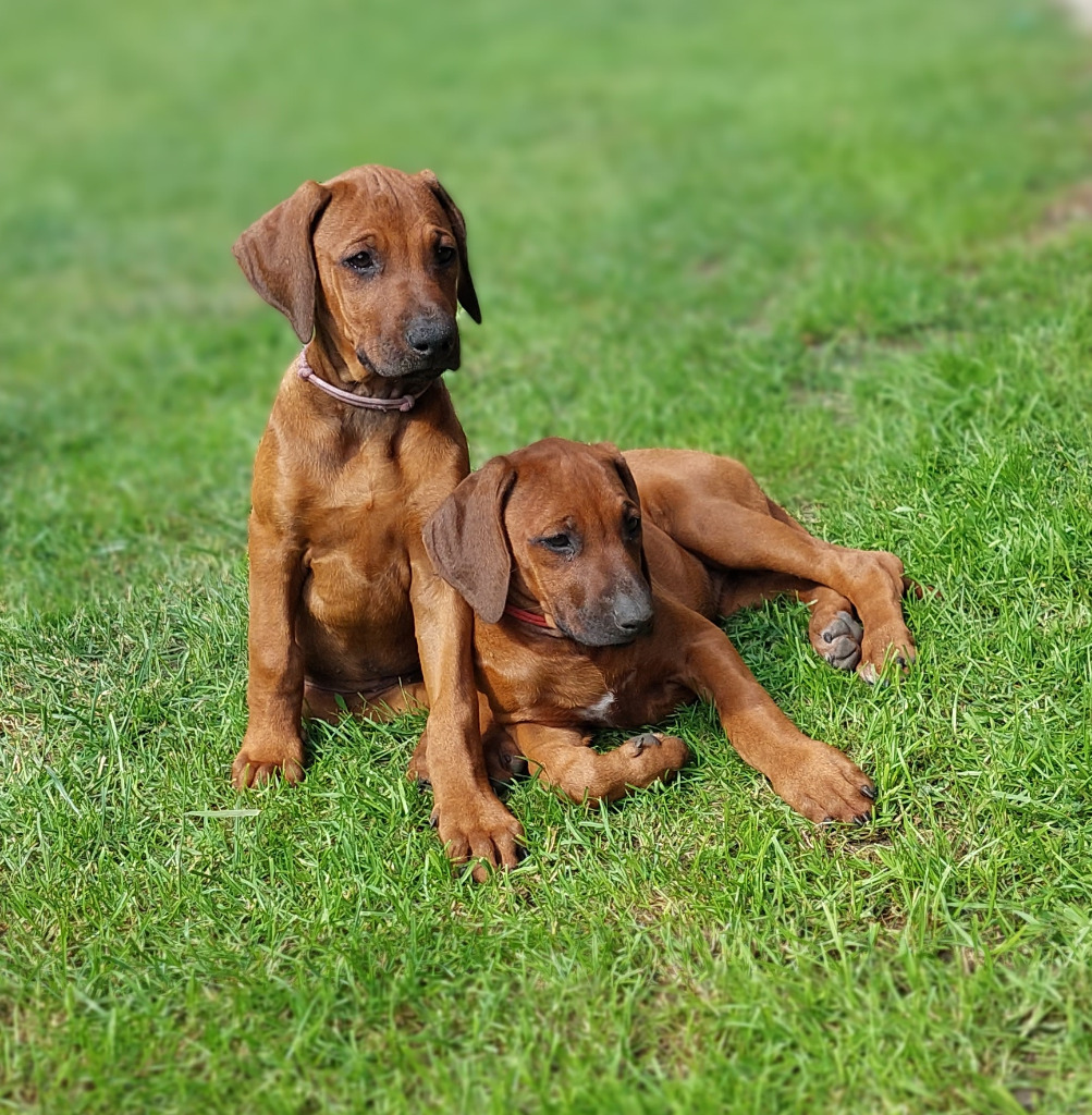 Rhodesian Ridgeback szczenięta rodowodowe ZKwP/FCI Janów Lubelski