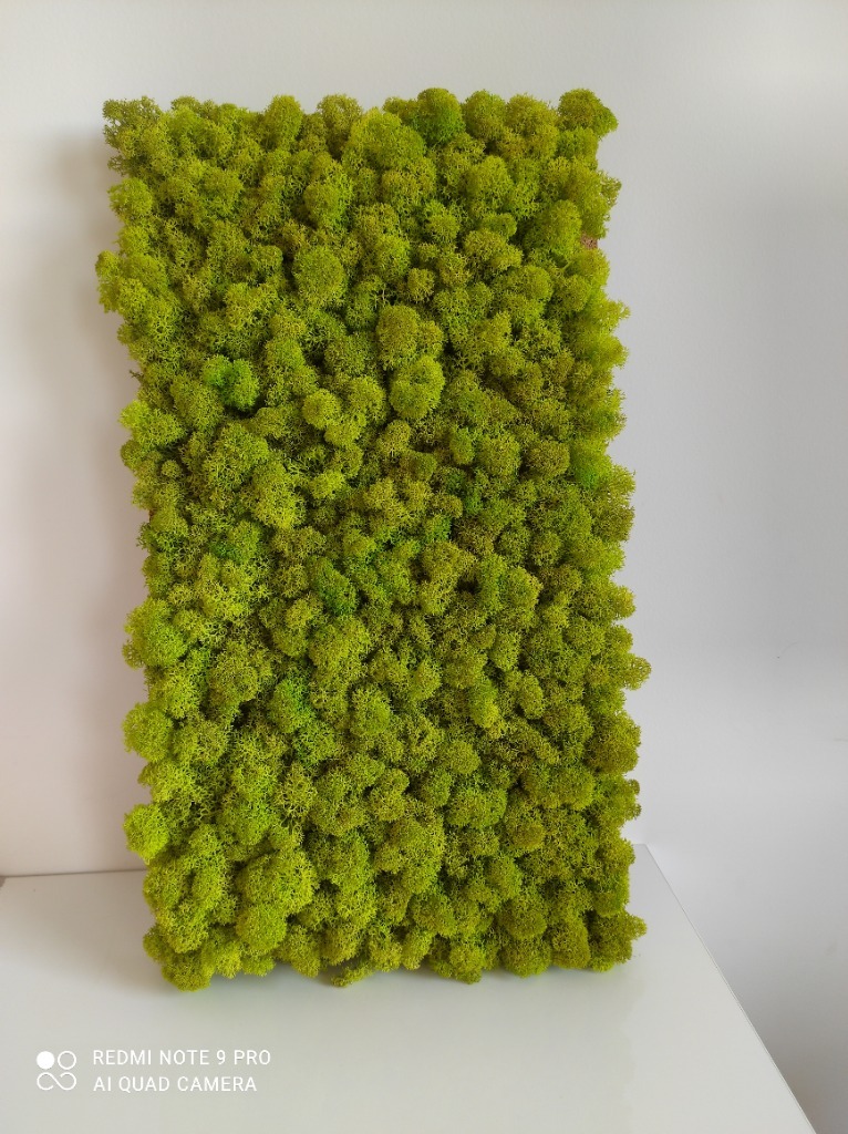 Panel obraz z mchu chrobotka 47*26 Gorzów Wielkopolski Kup teraz na