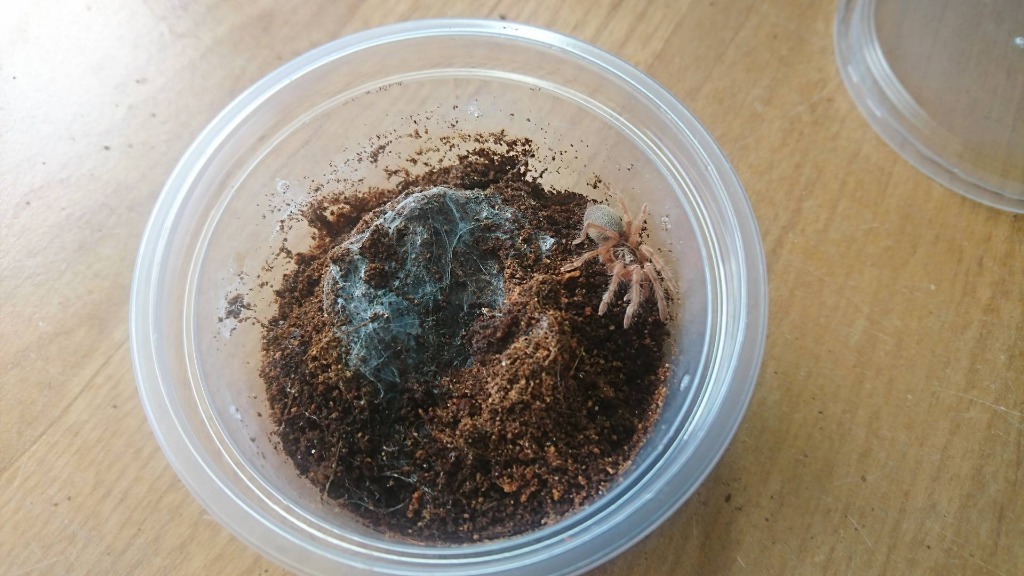 Neoholothele incei gold 1,5DC Ptasznik pająk | Piła | Kup teraz na