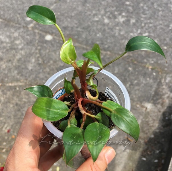 Philodendron Pincushion nr 3 miniatura rzadkość Kraków Kup teraz na