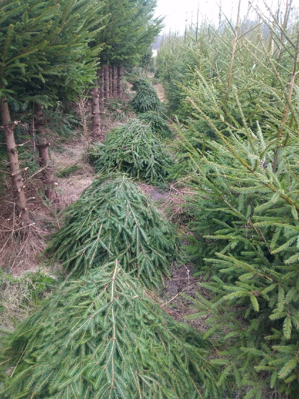 Gałęzie świerkowe | Smólnik | Ogłoszenie na Allegro Lokalnie