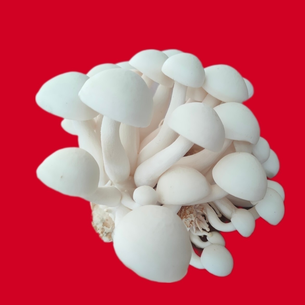 Świeże grzyby Shimeji Grylewo Kup teraz na Allegro Lokalnie