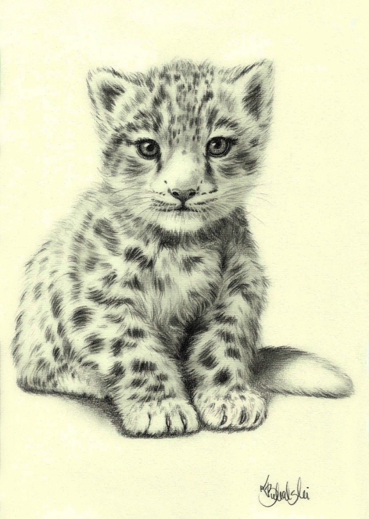 Rysunek ołówkiem Mały leopard śnieżny Ksero A4 | Starachowice | Kup ...