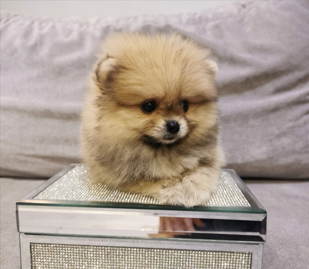 Szpic Miniaturowy Pomeranian Fci Cena 8000 00 Zl Lodz Allegro Lokalnie