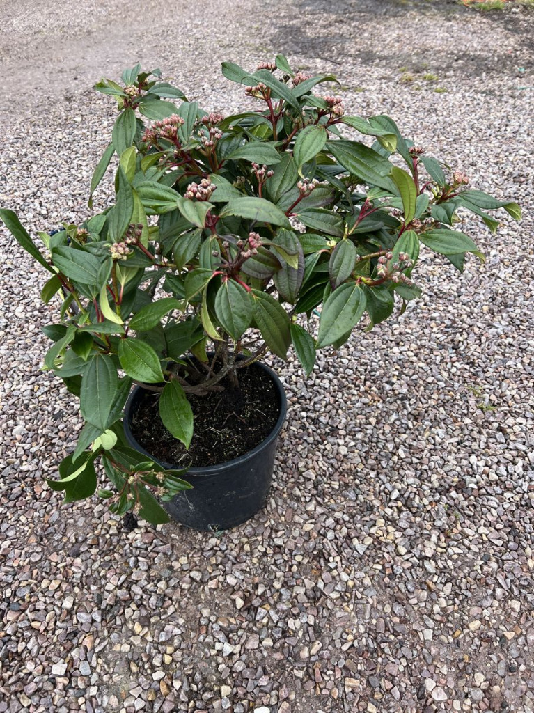 Kalina Dawida / Viburnum Davidii / Wys.6080cm Sękocin Stary