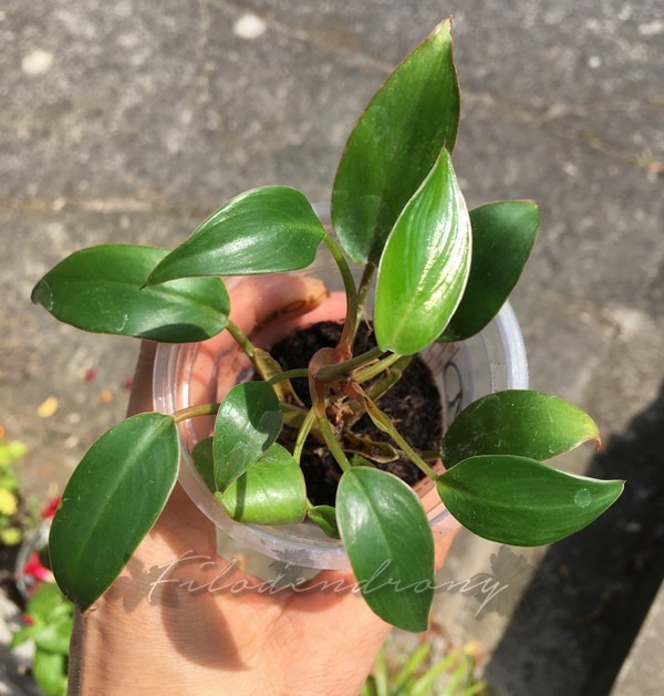 Philodendron Pincushion nr 1 miniatura rzadkość Kraków Kup teraz na