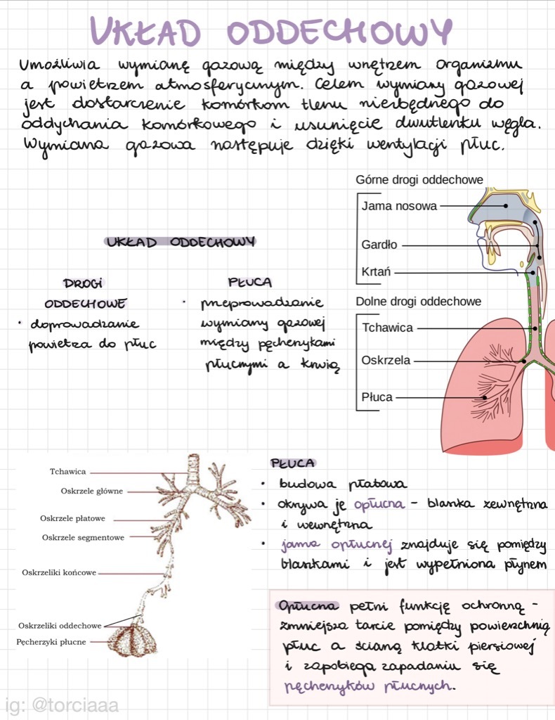 Sprawdzian Biologia Klasa 7 Układ Oddechowy I Wydalniczy Notatki biologia matura człowiek układ oddechowy | Długołęka | Kup