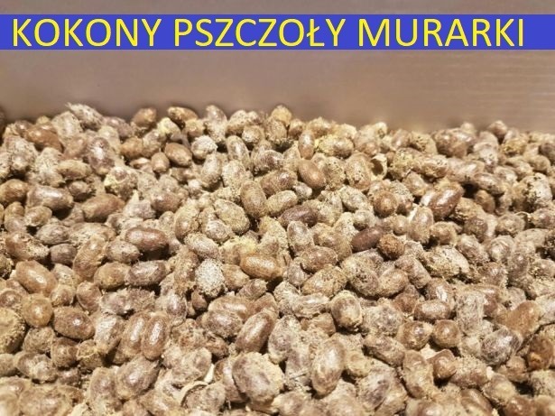 Красные коконы каменщика, пчелы, каменщики