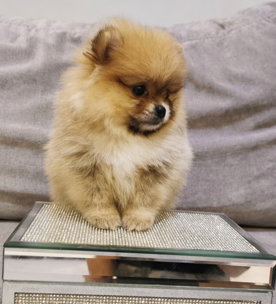 Szpic Miniaturowy Pomeranian Fci Cena 8000 00 Zl Lodz Allegro Lokalnie