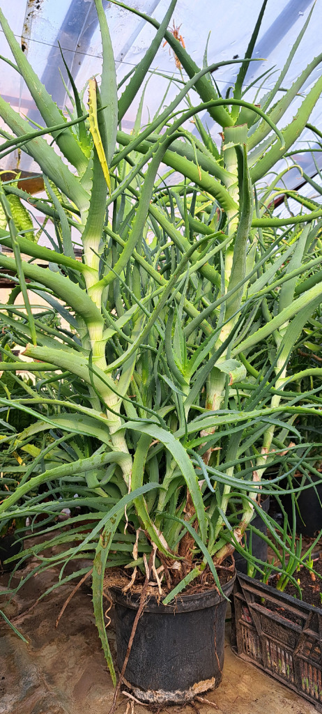 Aloes Drzewiasty Duy | rem | Kup teraz na Allegro Lokalnie