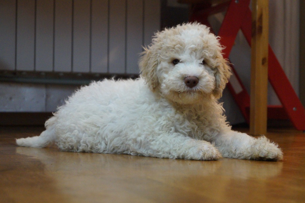 Allegro lagotto best sale