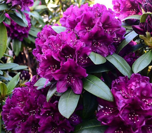 RÓŻANECZNIK 'Polarnacht' | Rhododendron | Niebylec | Kup teraz na Allegro Lokalnie