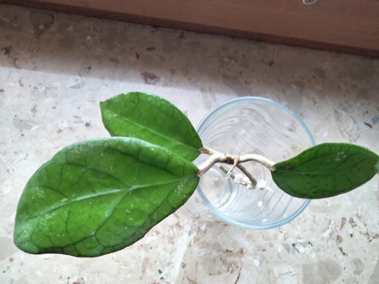 Hoya Tequila Sunrise MB 1280 Wałdowo Ogłoszenie na Allegro Lokalnie