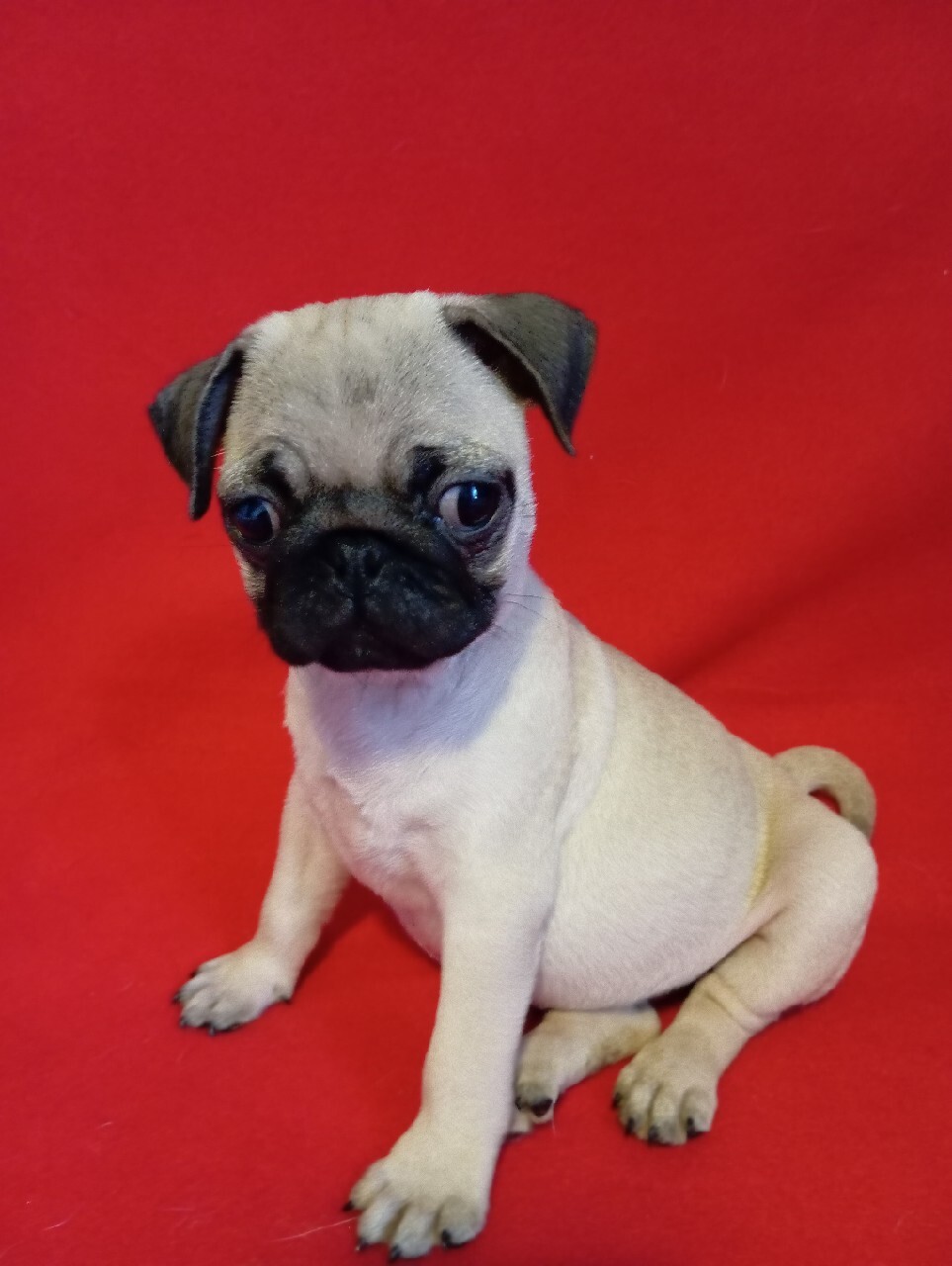 Szukasz "Szczeniaki za Darmo" w Psy na sprzedaż, do oddania i adopcji