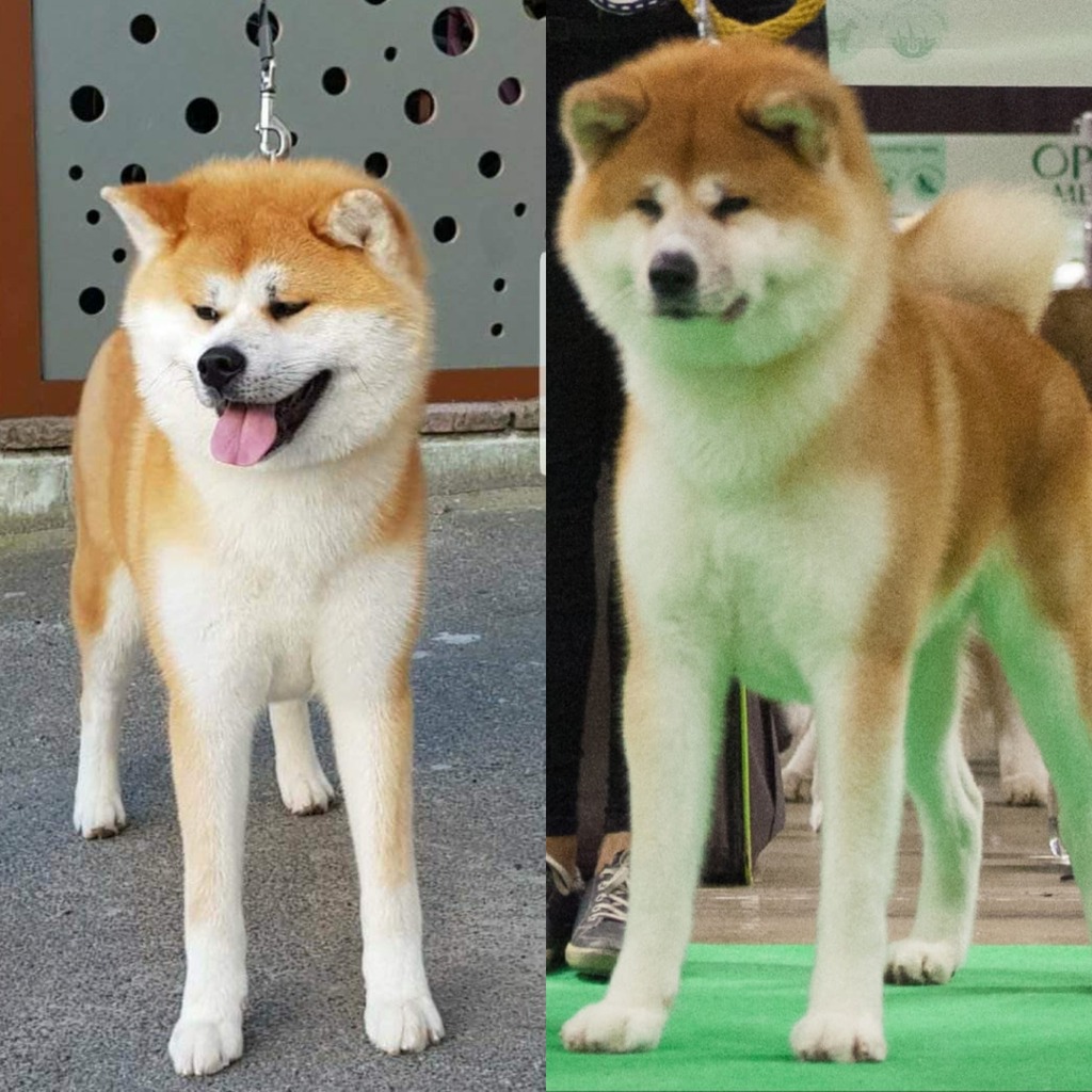 Akita Inu Cena 4000 00 Zl Przemysl Allegro Lokalnie