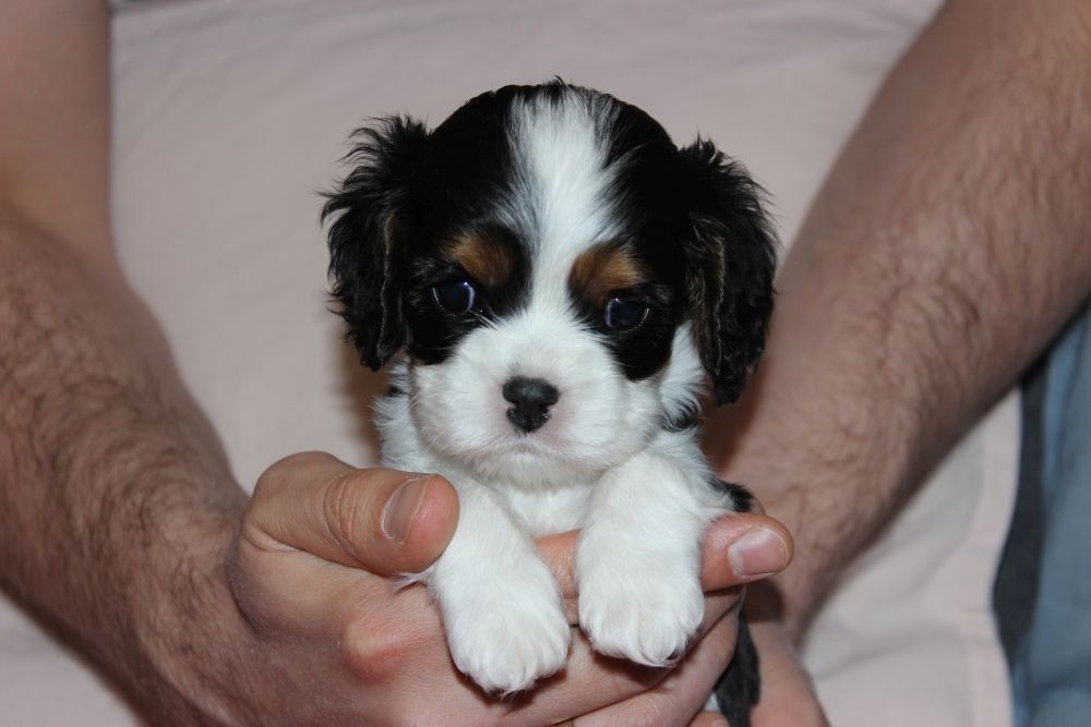 Cavalier king charles spaniel- w Firma i usługi Allegro Lokalnie