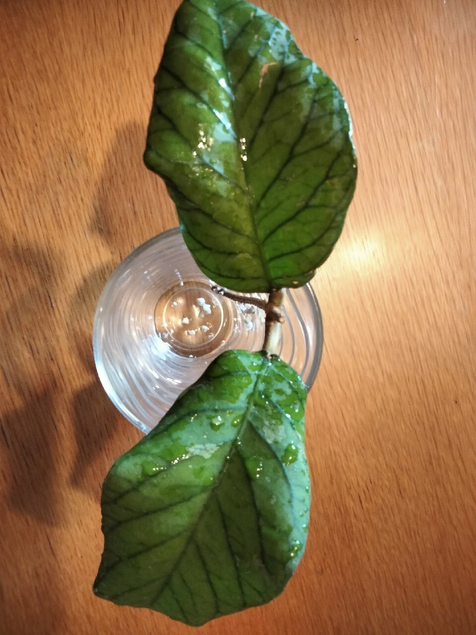 Hoya Meredithii Ted Green | Wałdowo | Kup teraz na Allegro Lokalnie