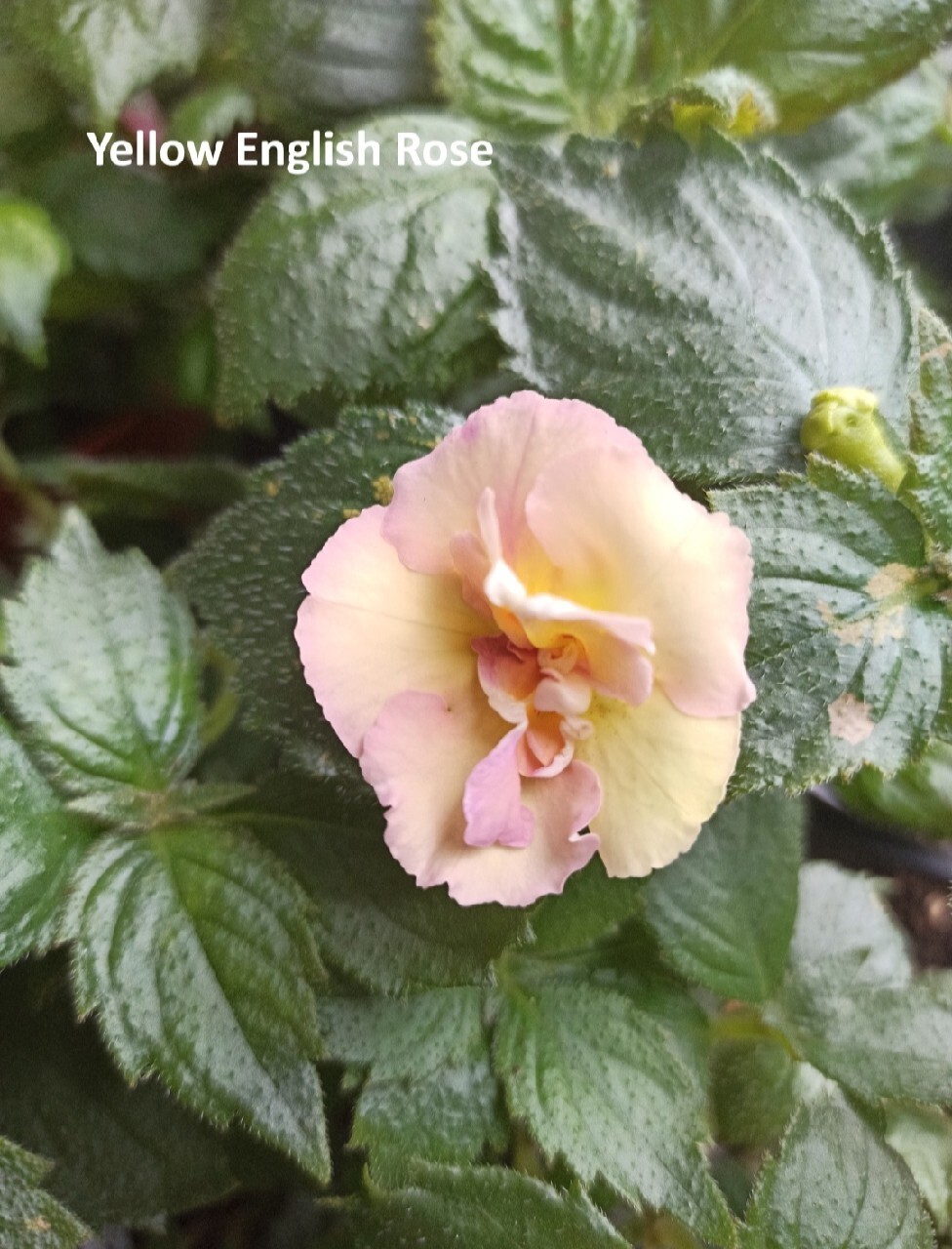 Achimenes Yellow English Rose kłącze | Zabiele | Kup teraz na Allegro ...